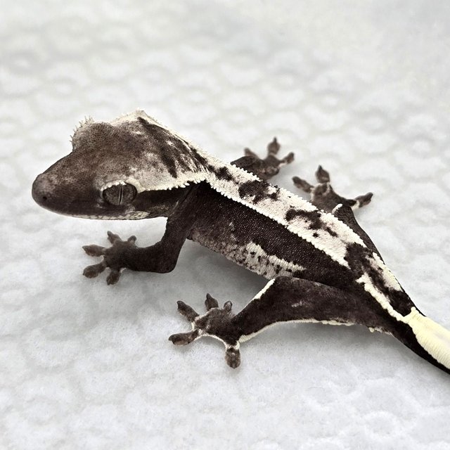 Axanthic