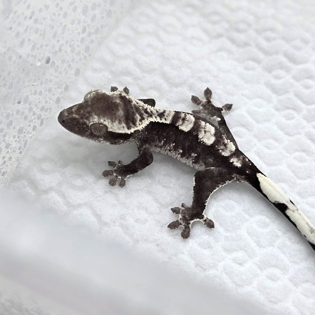 Axanthic