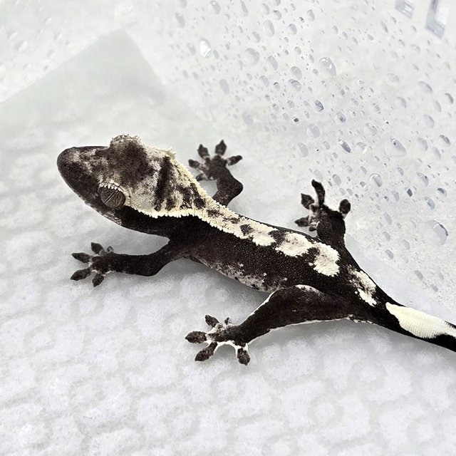 Axanthic