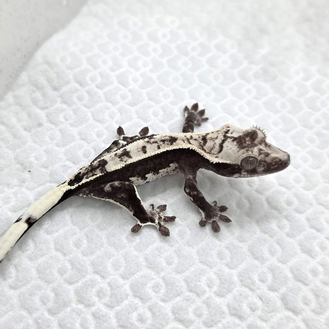 Axanthic