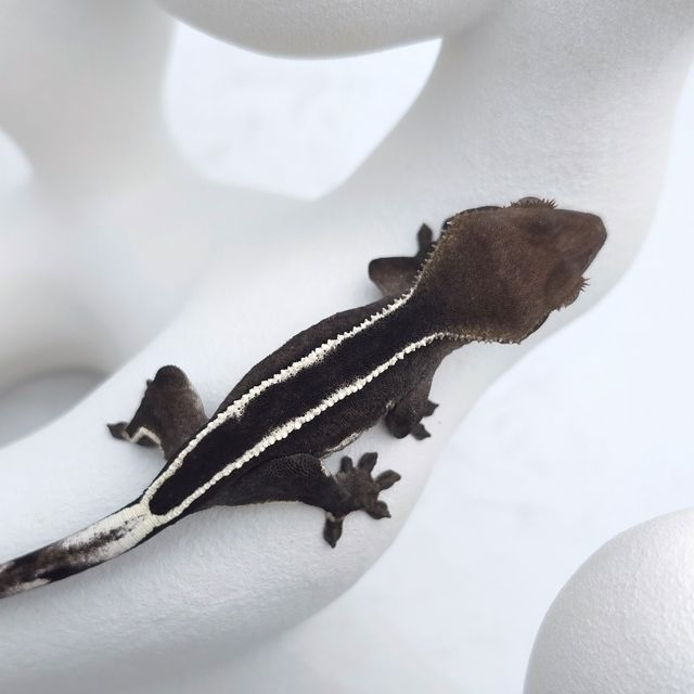 아잔틱