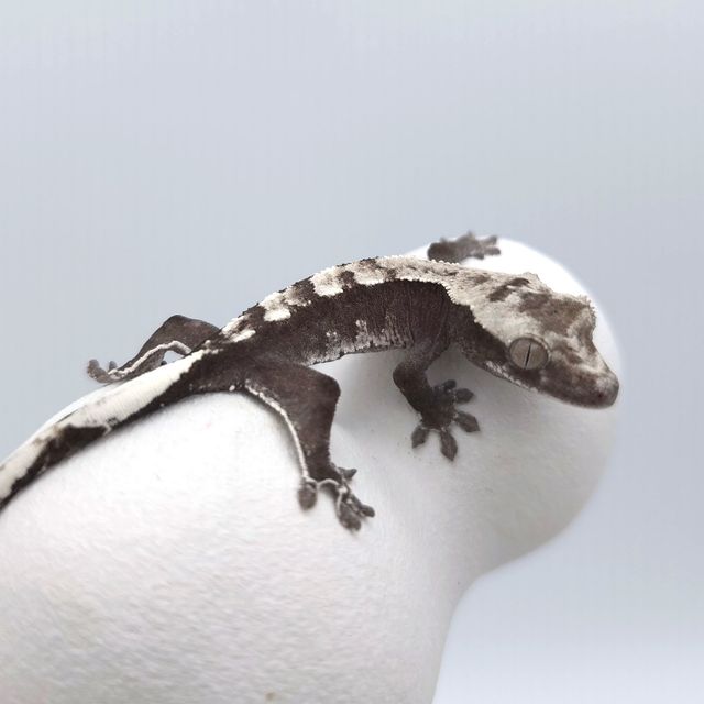 아잔틱