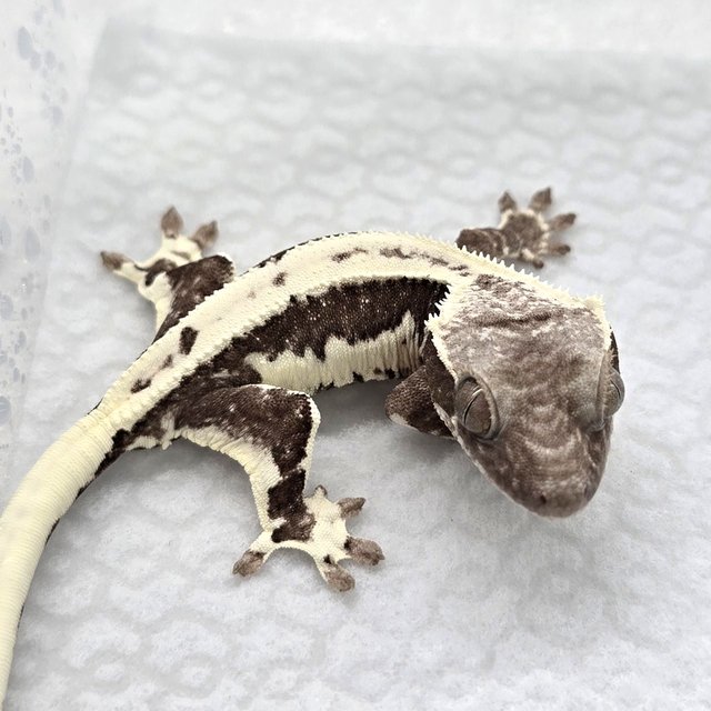 Lilly Axanthic