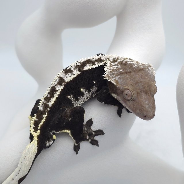 Axanthic