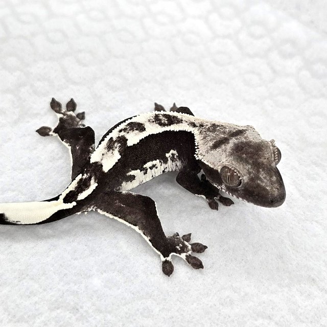 Axanthic
