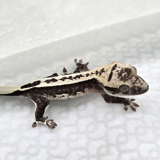 Axanthic