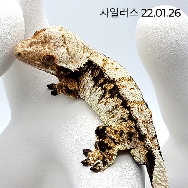 트라이