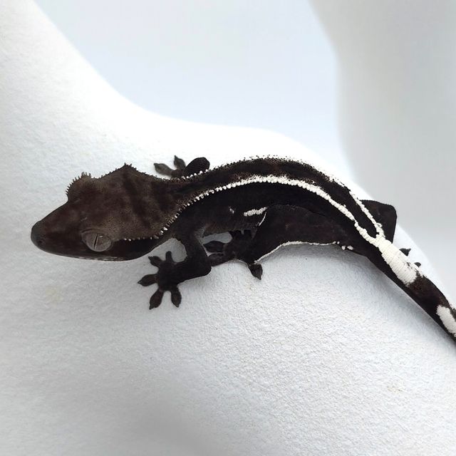 아잔틱