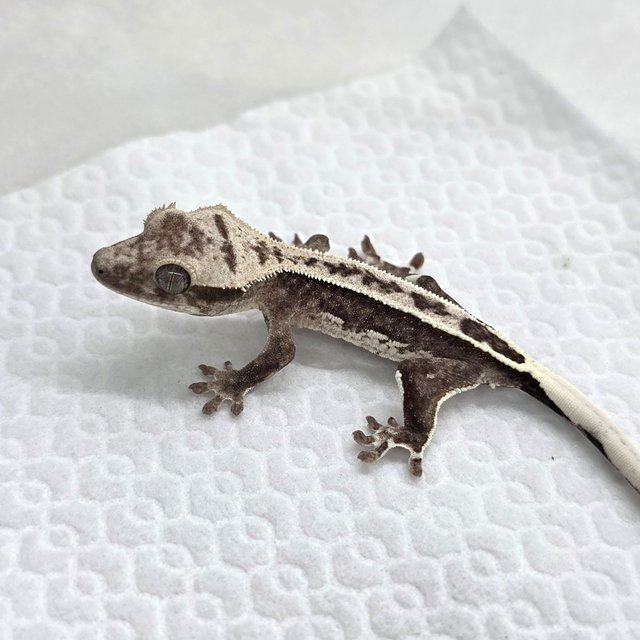 Axanthic
