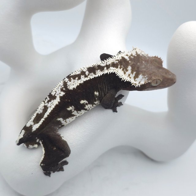 Axanthic