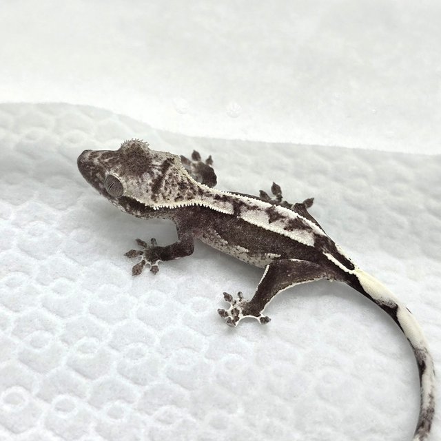 Axanthic