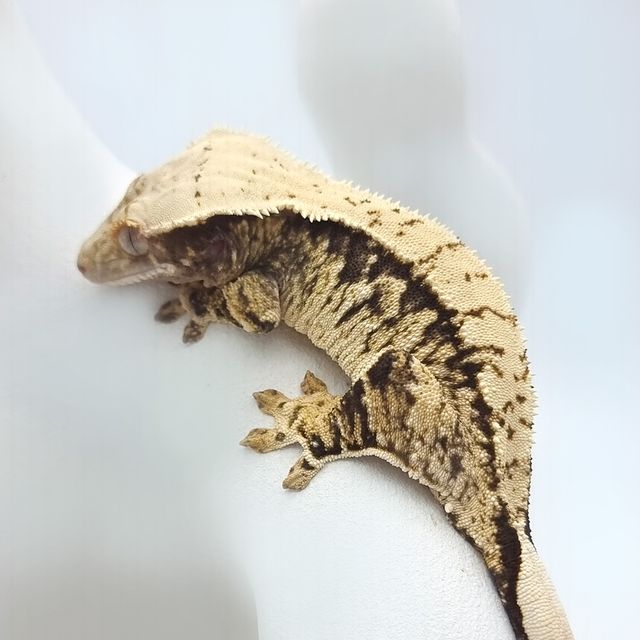 100%헷초초