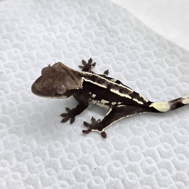 Axanthic