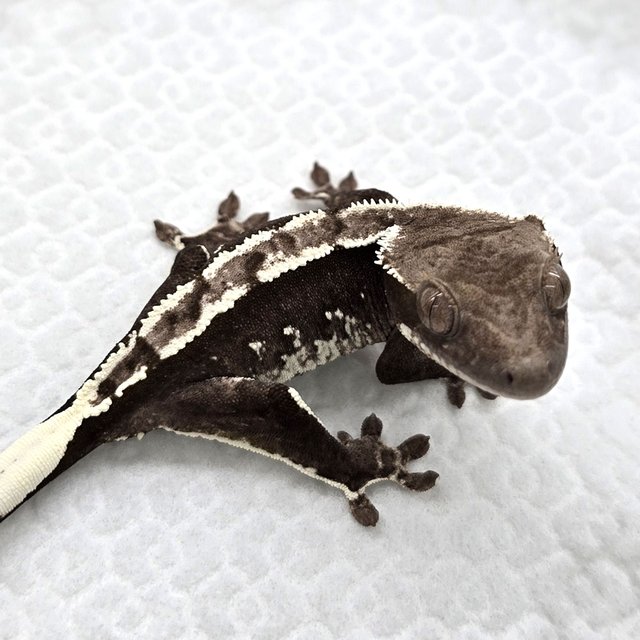 Axanthic