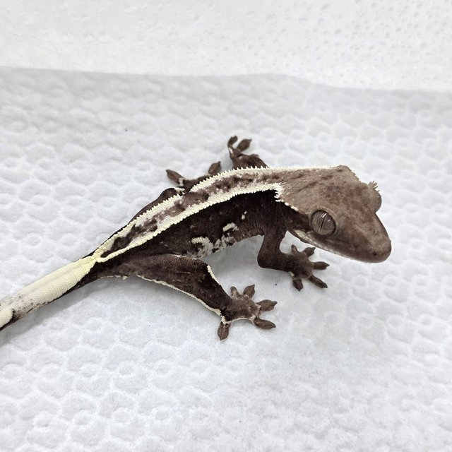 Axanthic