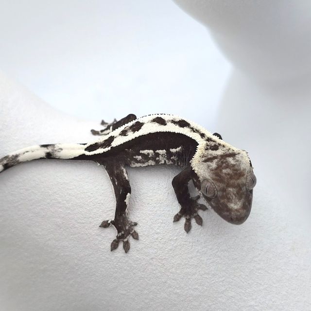 아잔틱