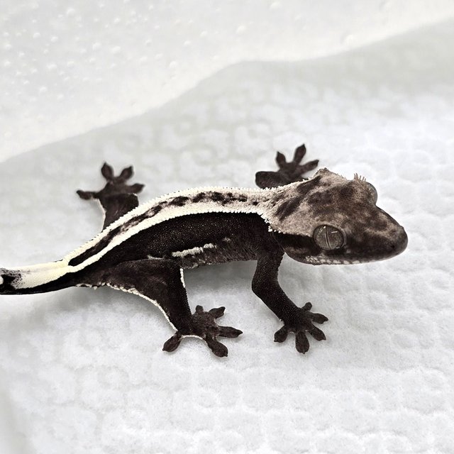 Axanthic