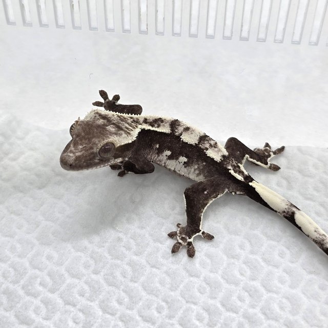 Axanthic