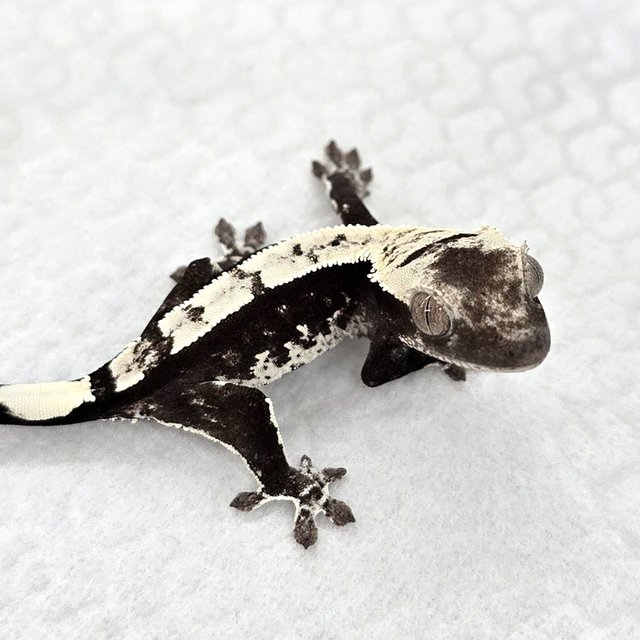 Axanthic