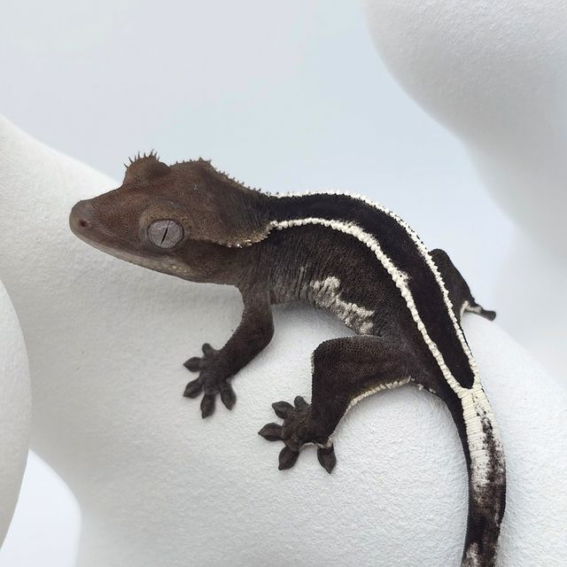 아잔틱