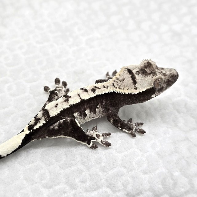 Axanthic