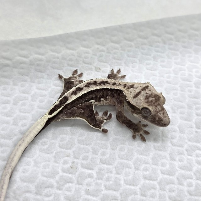 Axanthic