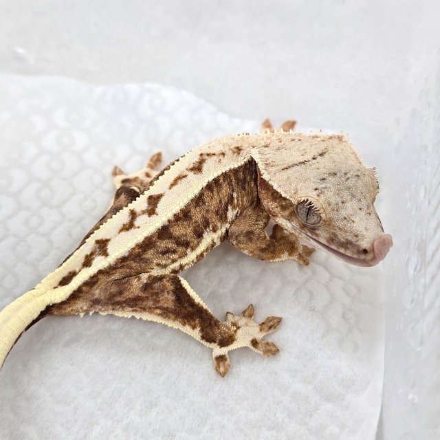 릴리100%헷아잔틱