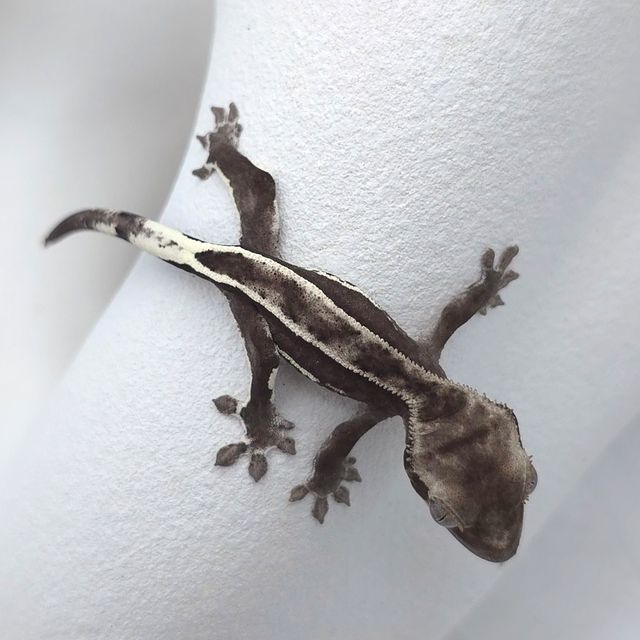 아잔틱