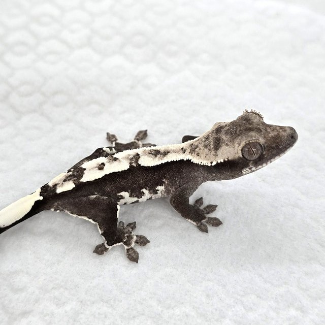 Axanthic