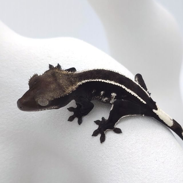 아잔틱