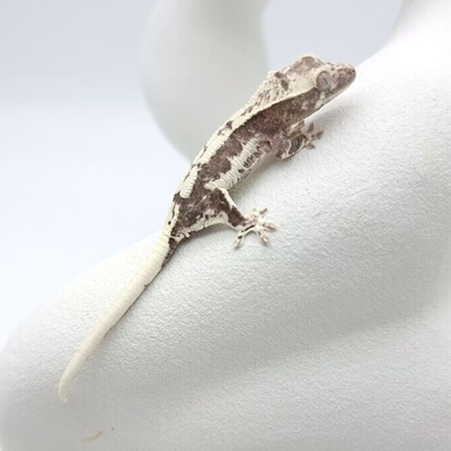 릴잔틱