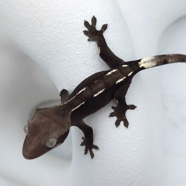 아잔틱