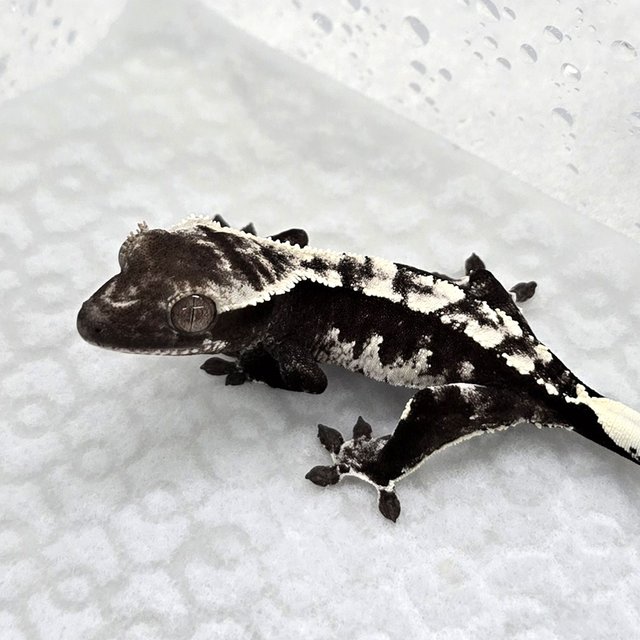 Axanthic