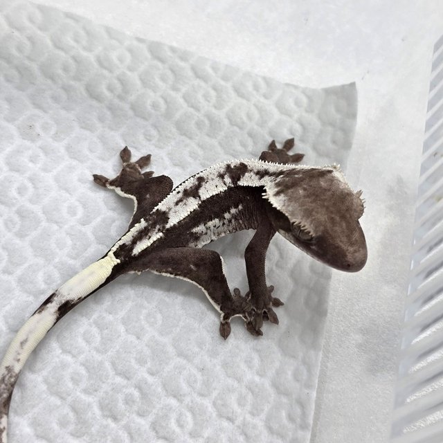 Axanthic