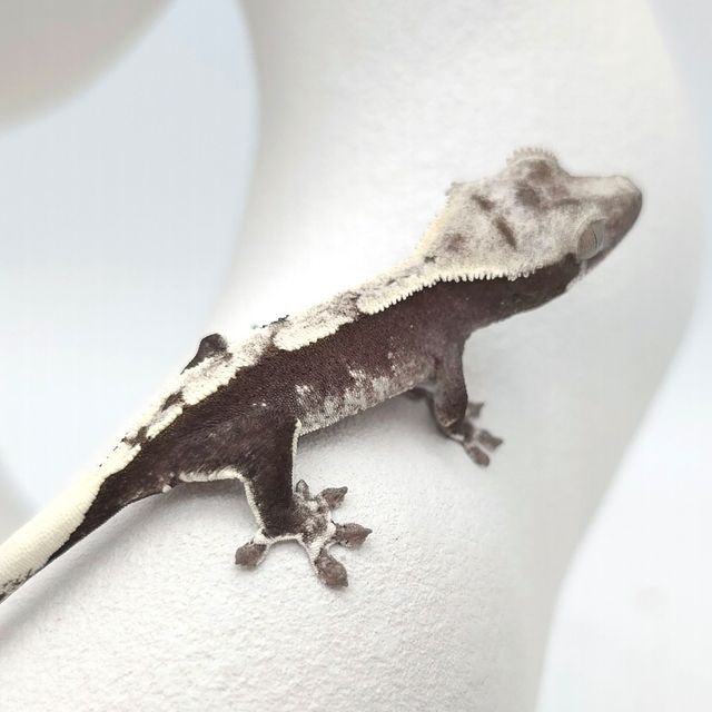 아잔틱
