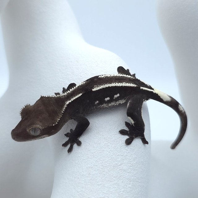 아잔틱