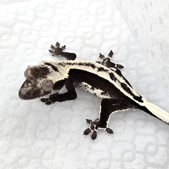 Axanthic