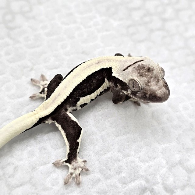 Lilly Axanthic