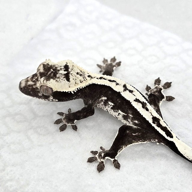 Axanthic