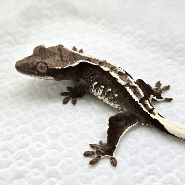 Axanthic