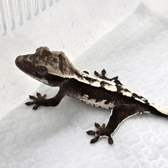 Axanthic