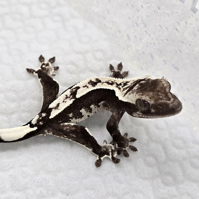 Axanthic