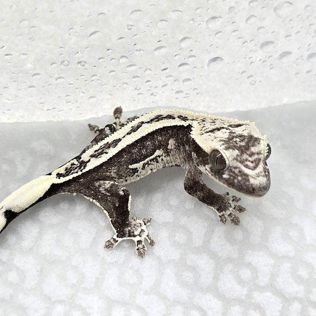 Axanthic