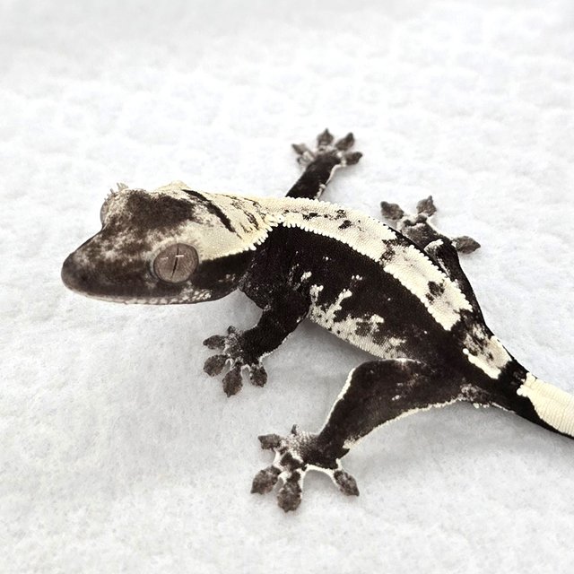 Axanthic