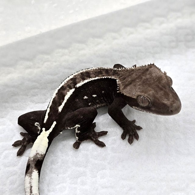 Axanthic