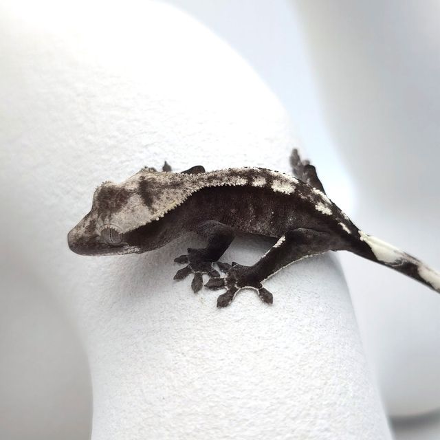 아잔틱