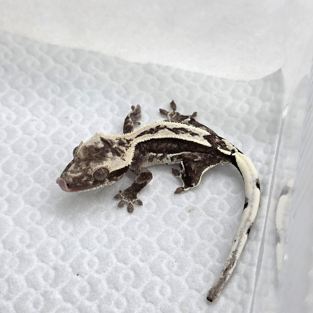 Axanthic