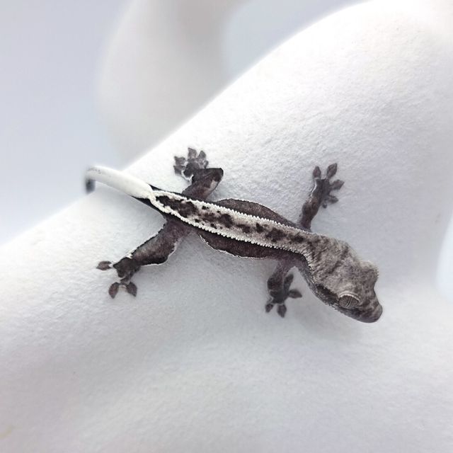 아잔틱