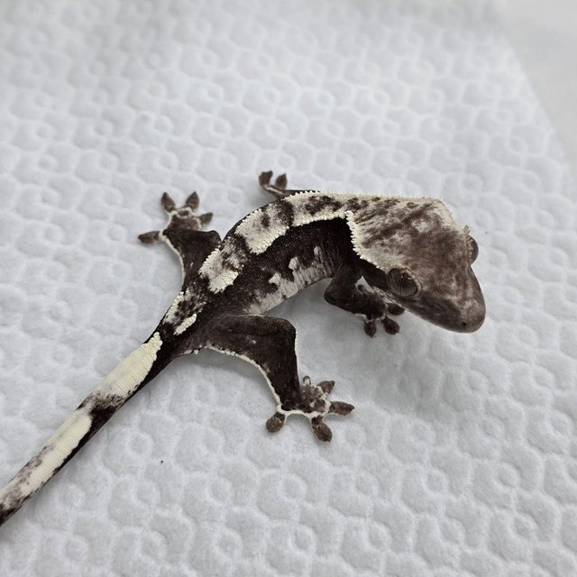 Axanthic