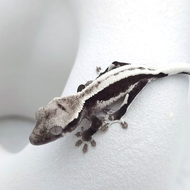 릴잔틱